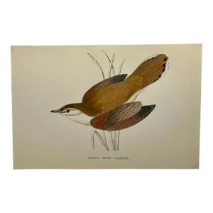 Antique Hand Colored Bird Print From England Showcasing a Rufous Sedge Warbler - Circa 1888