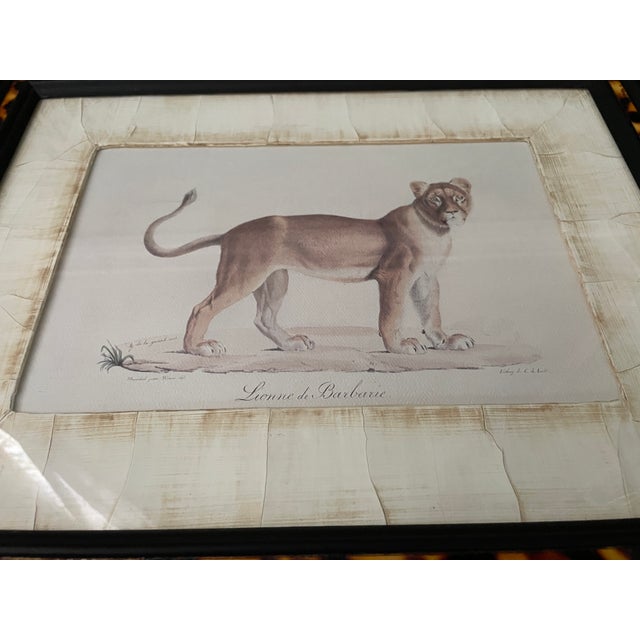 2000 - 2009 John-Richard Framed Nature Prints of a Lioness & Margay Pair Faux Tortoiseshell Wood 16x12.5 For Sale - Image 5 of 18
