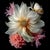 Ivory Reverie Contemporary Photograph For Sale