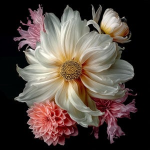 Ivory Reverie Contemporary Photograph