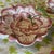 Ceramic 1980s Set of Majolica Strawberry Fields Plates and Creamer/Sugar - 7 Pieces For Sale - Image 7 of 12