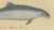 Karl Joseph Brodtmannm, Dolphin & Porpoise, 1816, Lithograph For Sale - Image 4 of 9