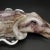 Murano Glass Squid by Dario Frare For Sale - Image 4 of 8