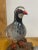 Vintage Carved Shorebird With Chicks on Burl Wood Base For Sale - Image 4 of 6