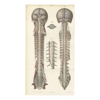 Hirschfeld and Leveille, Arteries of the Brain and Spinal Cord, 1866, Paper For Sale