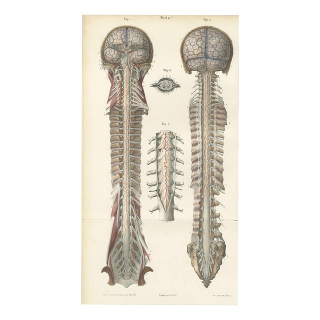 Hirschfeld and Leveille, Arteries of the Brain and Spinal Cord, 1866, Paper For Sale