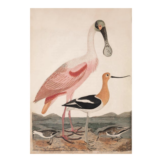 Antique Reproduction Pink Bird Coastal Print (Early 1800s) - 24" X 30" For Sale