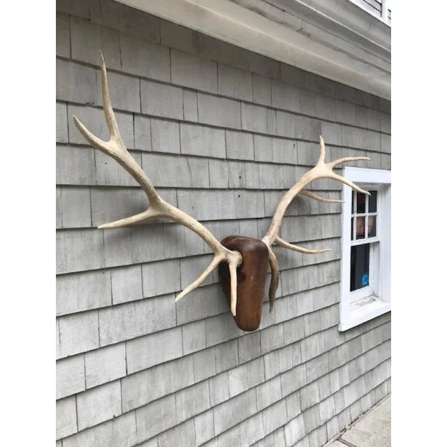 1990s 1990s Elk Head Wood and Antler Trophy Wall Decor For Sale - Image 5 of 10