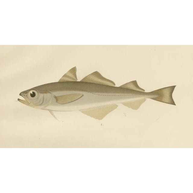 Late 19th Century Erdmann, Esmarks Cod and Grenadier Fish, 1895, Lithograph For Sale - Image 5 of 10