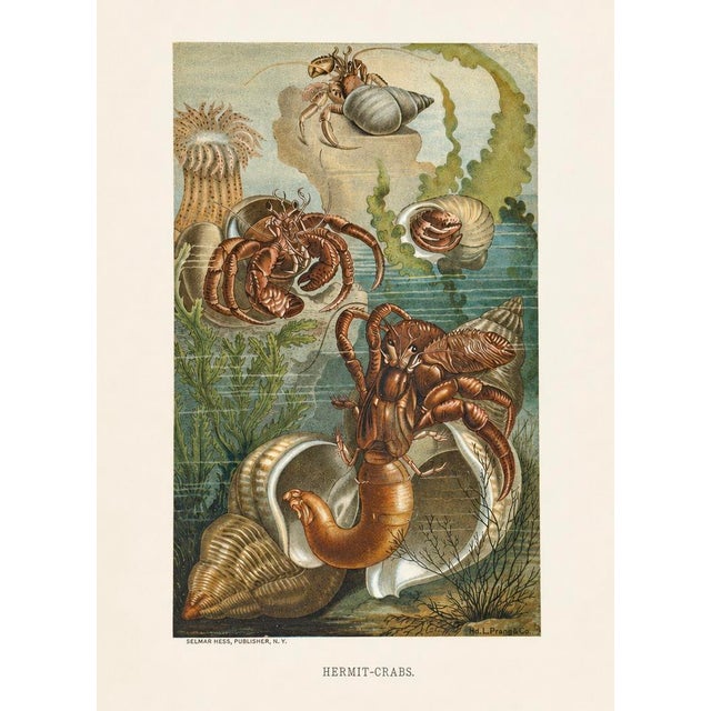 Nautical 1890 Hermit Crabs Chromolithograph by Selmar Hess | Original Antique Marine Life Print For Sale - Image 3 of 3