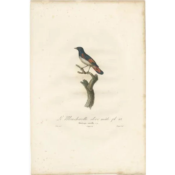 Louis Jean Pierre Vieillot, American Redstart Illustration, The Male Golden Flycatcher, Print For Sale - Image 3 of 6