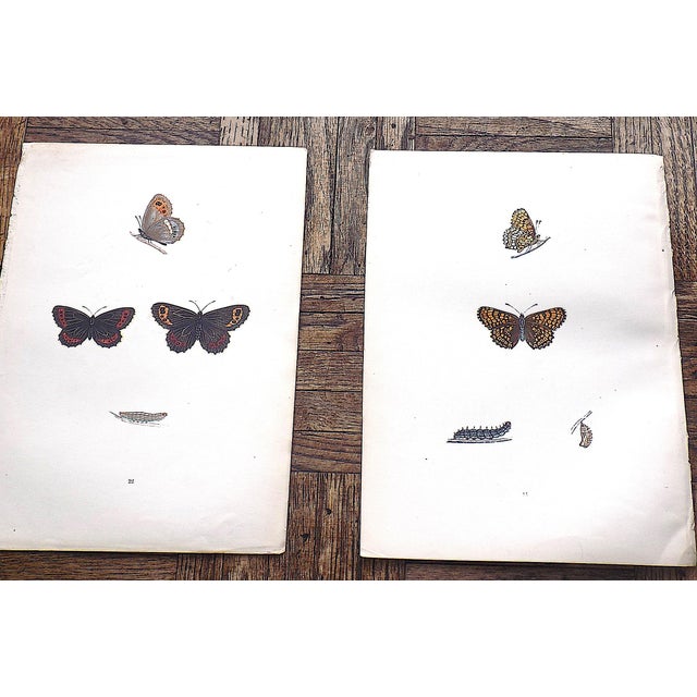 Authentic Antique 19th Century Hand Colored Butterfly Lithographs - Set of 12 For Sale - Image 4 of 12