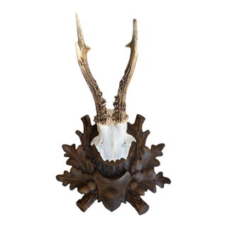 Roe Deer Trophy Black Forest Antlers 38 For Sale