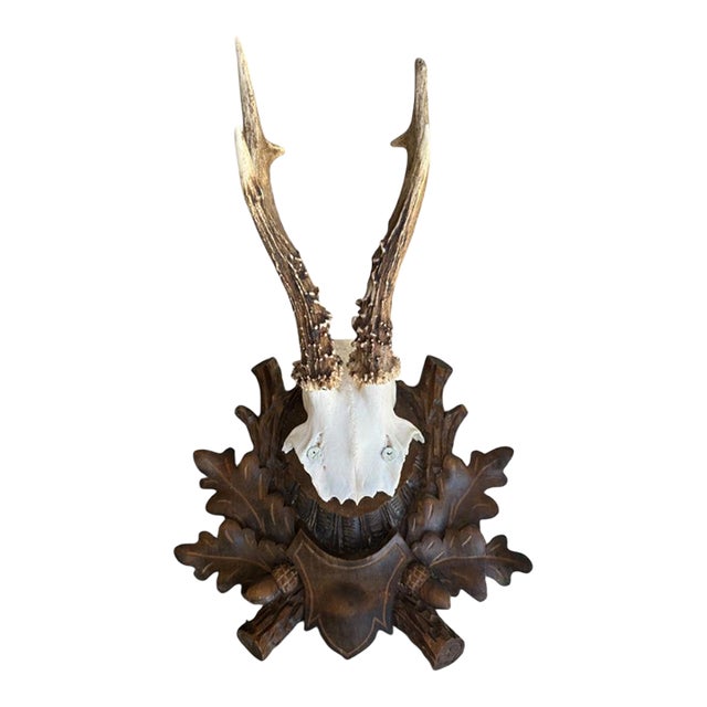 Roe Deer Trophy Black Forest Antlers 38 For Sale