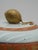 Mottahedeh 1980s Mottahedeh Porcelain Lidded Urn For Sale - Image 4 of 11