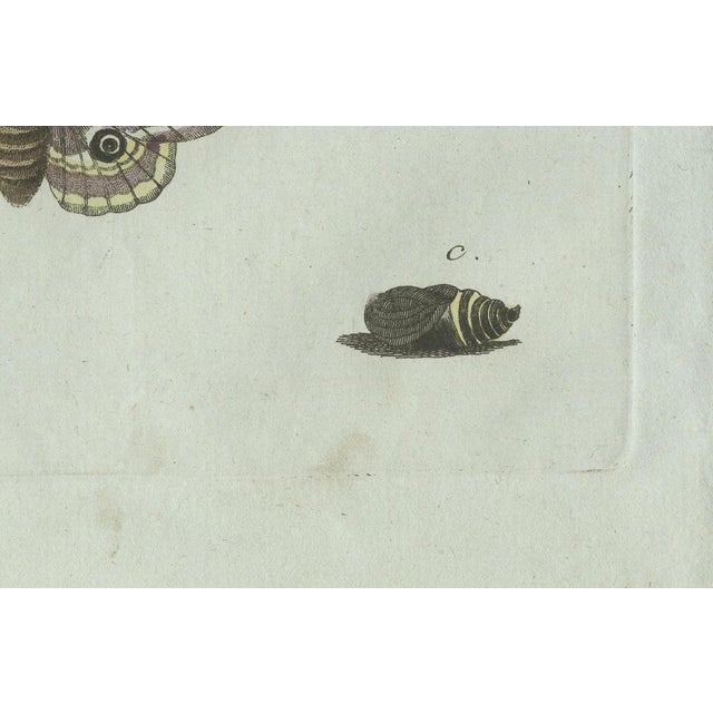 Bertuch, Three Moths and Metamorphosis, 1800, Engraving For Sale - Image 4 of 11