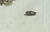 Bertuch, Three Moths and Metamorphosis, 1800, Engraving For Sale - Image 4 of 11