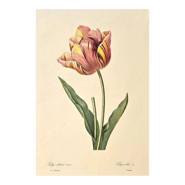 Botanical Lithograph-Tulip, Matted For Sale