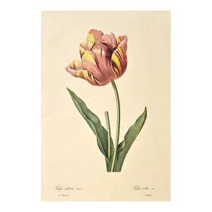 Botanical Lithograph-Tulip, Matted
