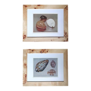 Pair of Framed ea Shell Photopraph Prints in White Matte and Burl Wood Veneer Frames For Sale