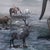 Contemporary Noah - the Lions Heart by Marcin Owczarek | Photography of a lion with animals on a ship For Sale - Image 3 of 3
