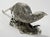 Antique Victorian Silver Plate Pheasant Sculptures, a Pair For Sale - Image 11 of 13