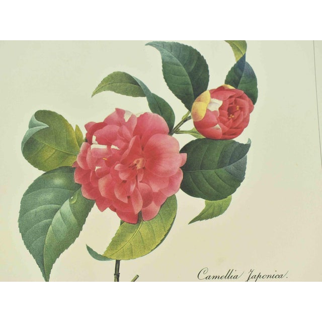 Shabby Chic Mid 20th Century p.j. Redoute Botanical Art Prints - Set of 4 For Sale - Image 3 of 16