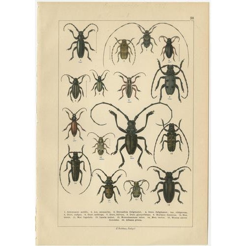 Late 19th Century Calwer, Beetles, European Species Plates, 1893, Chromolithographs, Set of 4 For Sale - Image 5 of 9