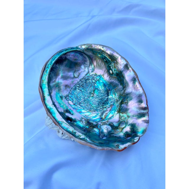 Red abalone is one of seven species of abalone commonly found in the Pacific Ocean. My father used to free dive for...
