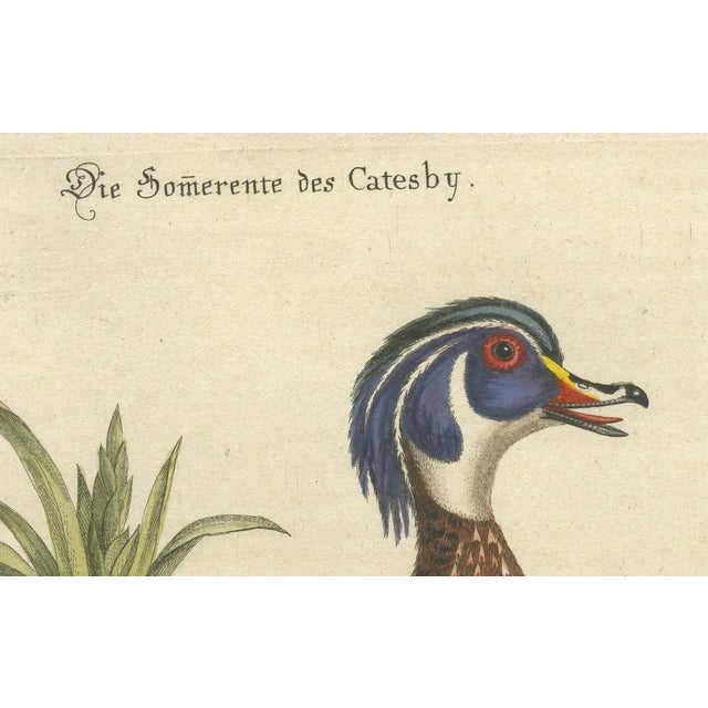 Johann Michael Seligmann, Catesby's Summer Duck, 18th Century, Engraving on Paper For Sale - Image 5 of 7