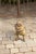 Vintage English Standing Pug Composition Sculpture with Glass Eyes and Collar For Sale - Image 12 of 12