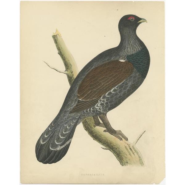 Antique print titled 'Capercaillie'. Original old bird print of a capercaillie. This print originates from 'British Game...