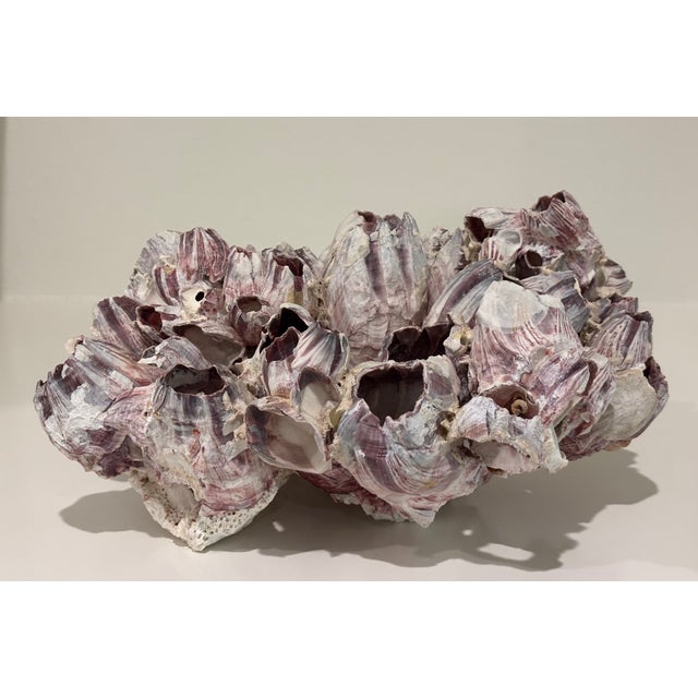 Purple Large Natural Barnacle Cluster Specimen For Sale - Image 8 of 11