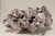 Purple Large Natural Barnacle Cluster Specimen For Sale - Image 8 of 11