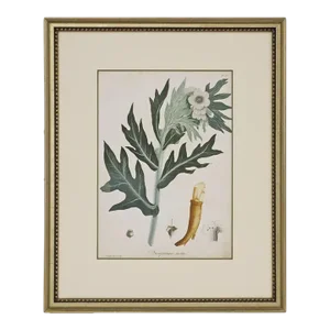 Antique Botanical Engraving Hallucinogenic Plant Framed Botanical Wall Art Country Interior Decor