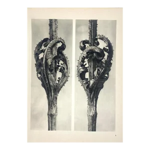 1940s Botanical Blossfeldt Print - No. 4