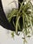 Textile 1970s Hanging Swag Silk Fern in Black Basket For Sale - Image 7 of 10