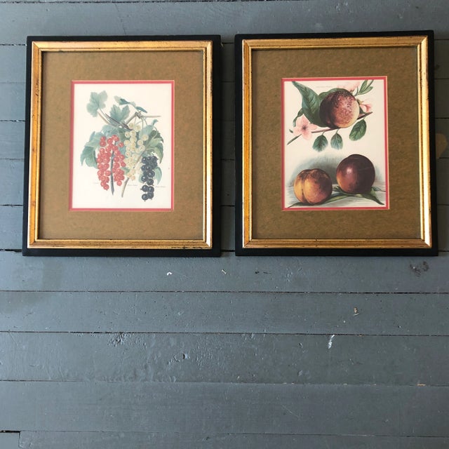 Brown Gallery Wall Collection 2 Original Vintage Classic Fruit Lithograph Prints Peaches & Grapes-A Pair For Sale - Image 8 of 8
