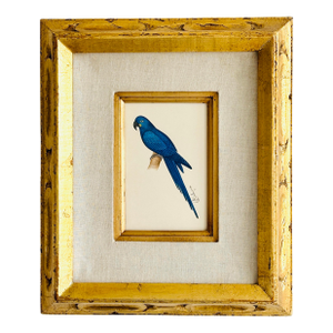 Original Hand-Painted Blue Parrot Bird Painting in a Vintage Frame