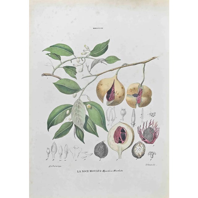 Vincenzo Tenore, Nutmeg, Lithograph, 1870s For Sale