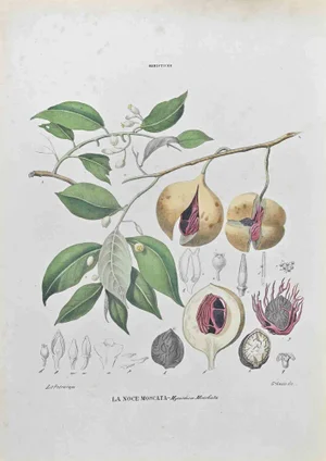Vincenzo Tenore, Nutmeg, Lithograph, 1870s