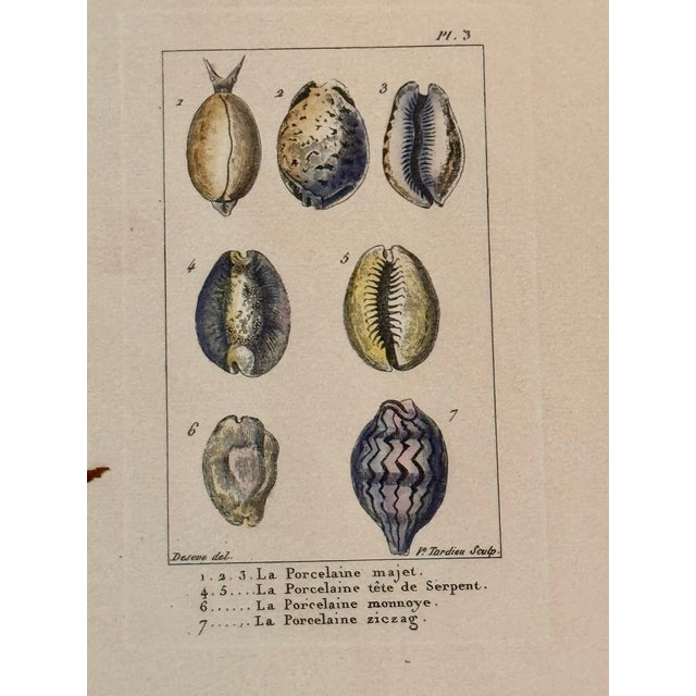 Paper Set of Six 18th Century French Hand Colored Shell Engravings Panckoucke Tableau Encyclopédique c.1790 For Sale - Image 7 of 8