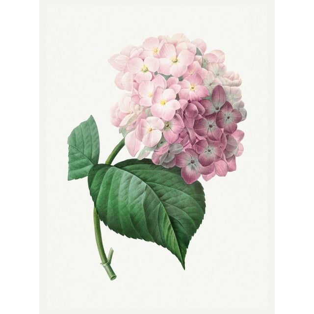 Hydrangea by Pierre-Joseph Redouté, Vintage Botanical Art Print, 30" X 40" For Sale
