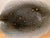 1979 Vintage Rosalie and Tom Nadeau "Blackback Flounder" Ceramic Fish Platter - 18.75" For Sale In Seattle - Image 6 of 15