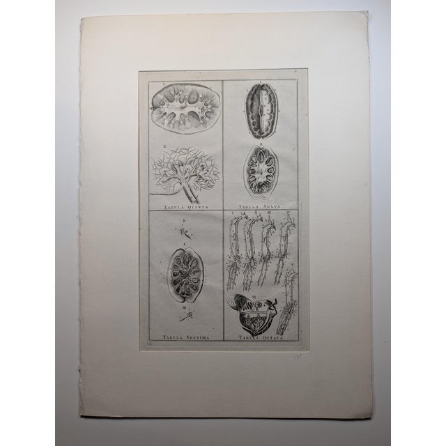 Antique Comparative Anatomy Engraving, c.1790 — Attrib. j.b. Elwe, 4 Tabulae For Sale In Detroit - Image 6 of 6