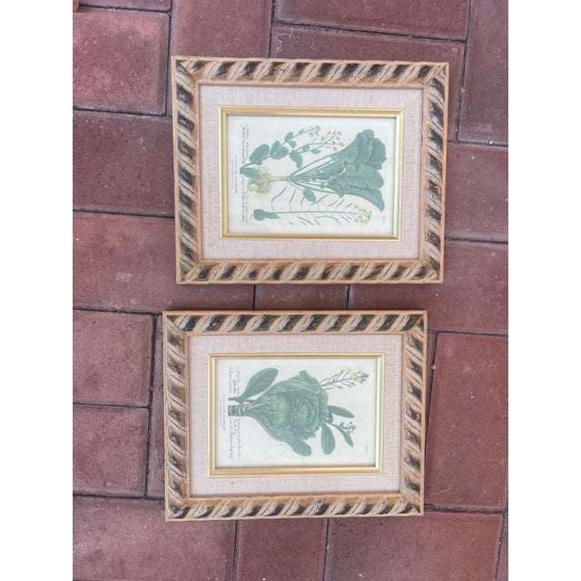 Asparagus 1940s Set of Small Botanical Prints in Gold Frame For Sale - Image 8 of 8