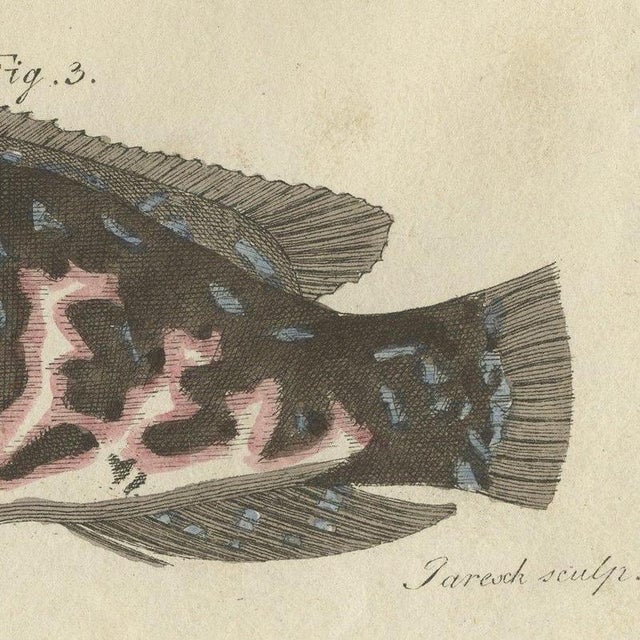 Paper Bertuch, Frogfish with Lure and a Ribbon Fish, 1810, Print For Sale - Image 7 of 12