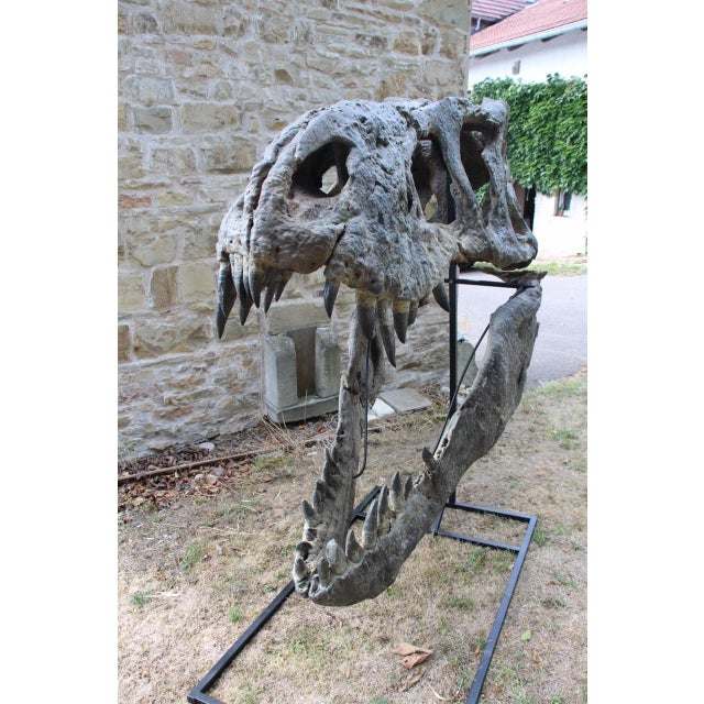 Unknown, Tyrannosaurus Head Fossil for Museum, 1800s, Resin For Sale - Image 10 of 14