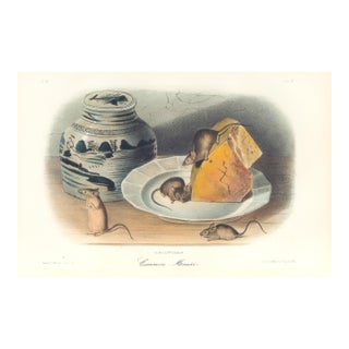 1851 Audubon Quadruped Octavo Lithograph "Plate 90 Common Mouse" For Sale