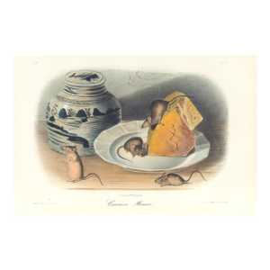 1851 Audubon Quadruped Octavo Lithograph "Plate 90 Common Mouse"